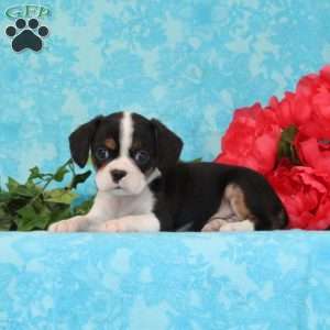 Chocolate, Boston Terrier Mix Puppy